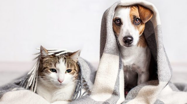 Cats and Dogs hide because they suffer from anxiety